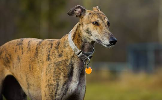 Greyhounds Are Lightning-Fast: Don’t Even Think of Challenging One to a&nbsp;Race!