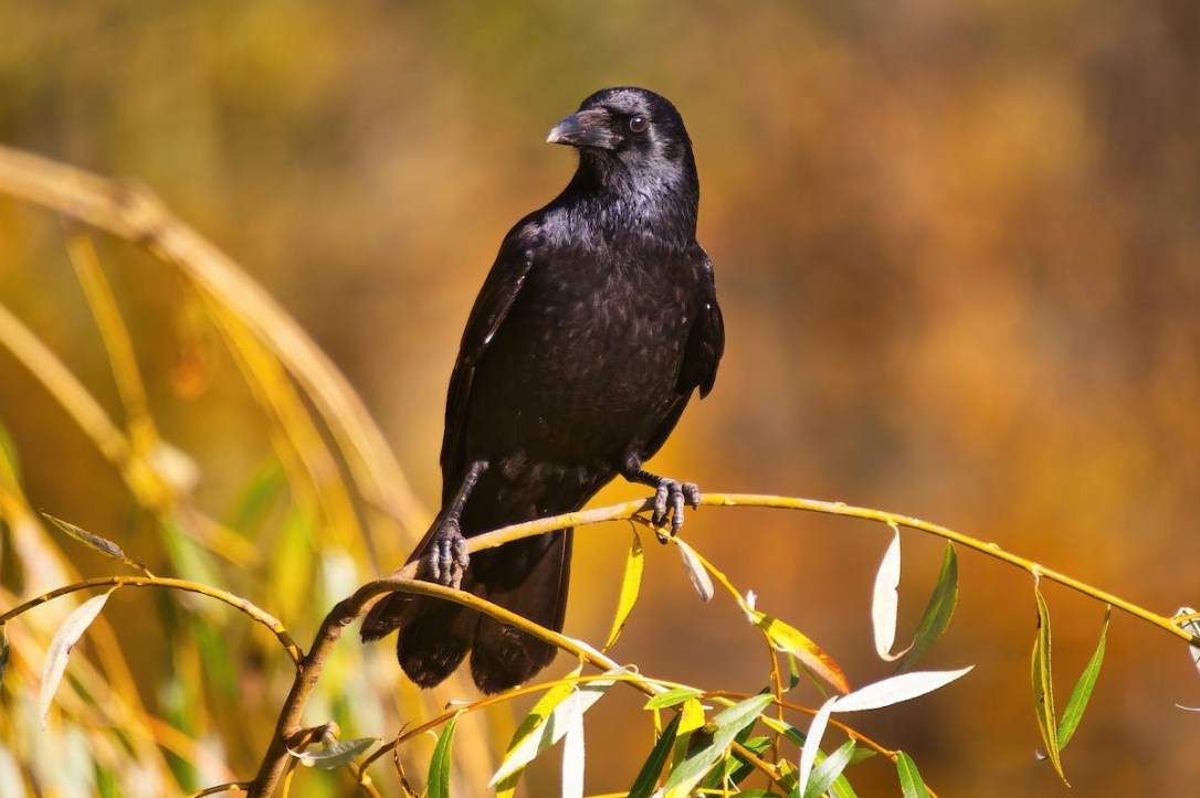 The Mysterious Nature of a Flock of Ravens: Uncovering the Conspiracy.
